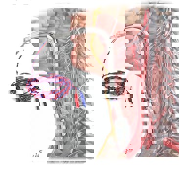 مانیتورینگ عصب حنجره‌ای راجعه (RLN) در طول جراحی‌های تیروئید و پاراتیروئید.